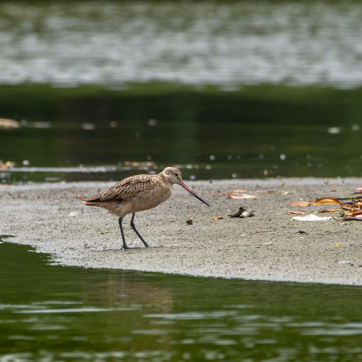 Marbled Godwit - ML624593931