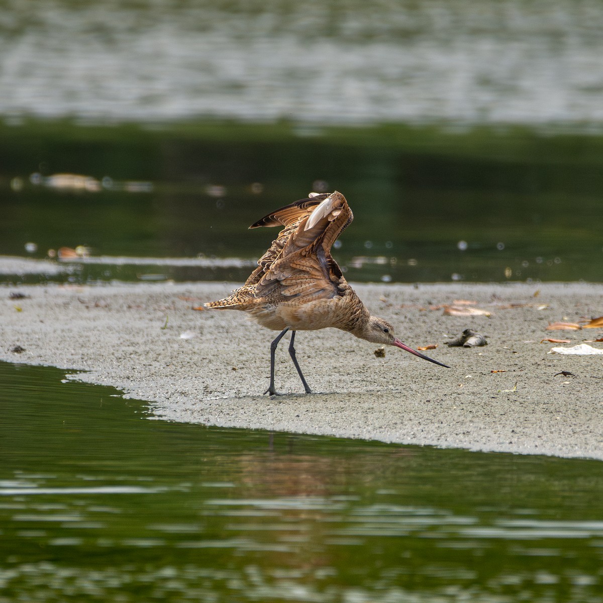 Marbled Godwit - ML624593938