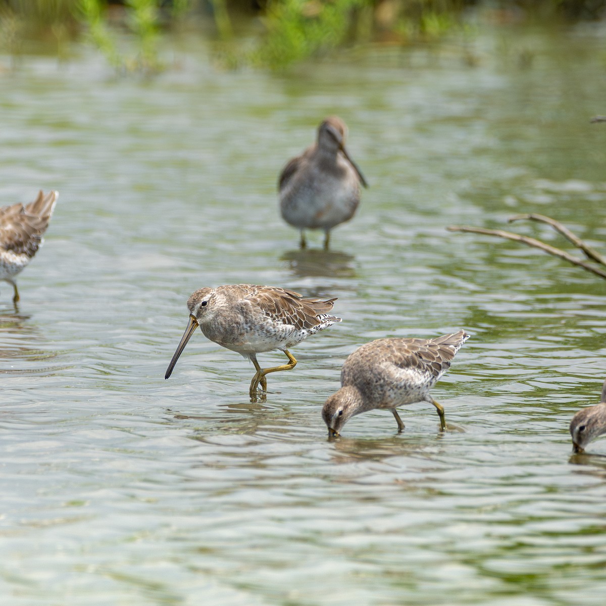 Short-billed Dowitcher - ML624593939