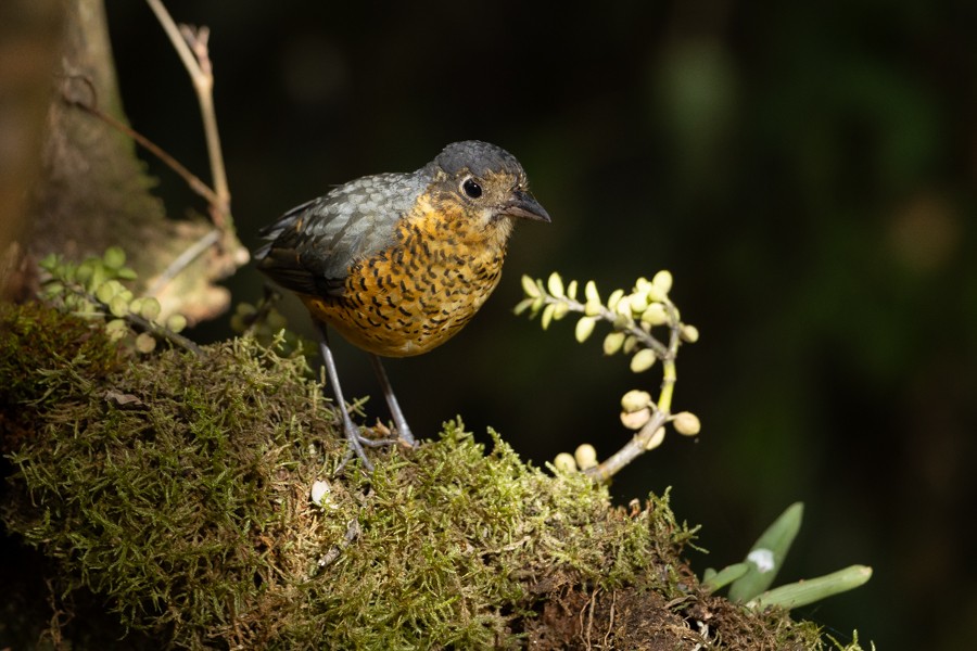 Undulated Antpitta - ML624593944