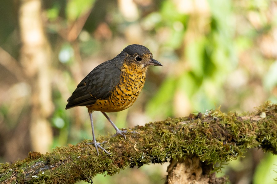 Undulated Antpitta - ML624593945