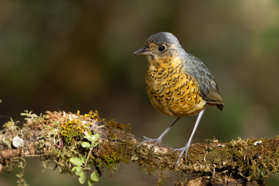 Undulated Antpitta - ML624593946