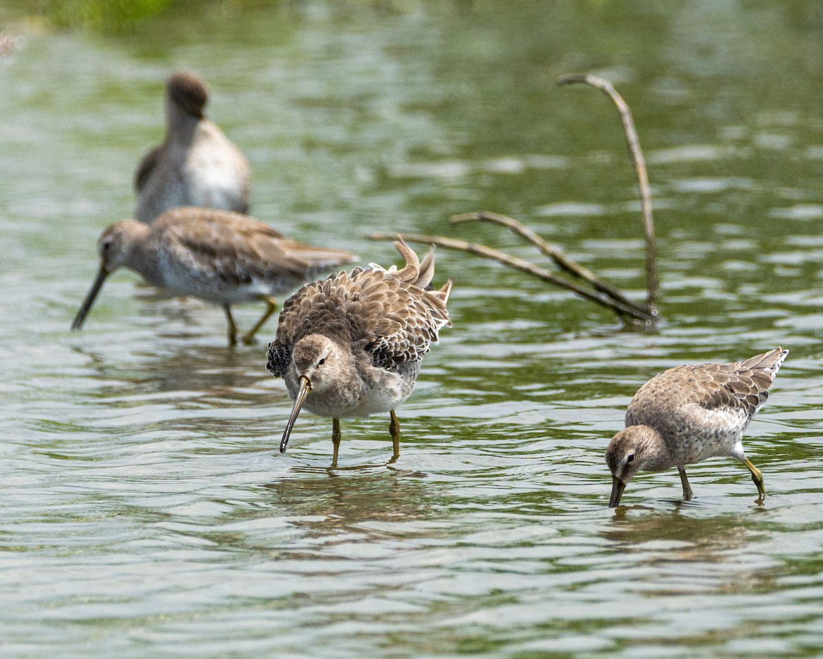 Short-billed Dowitcher - ML624593948