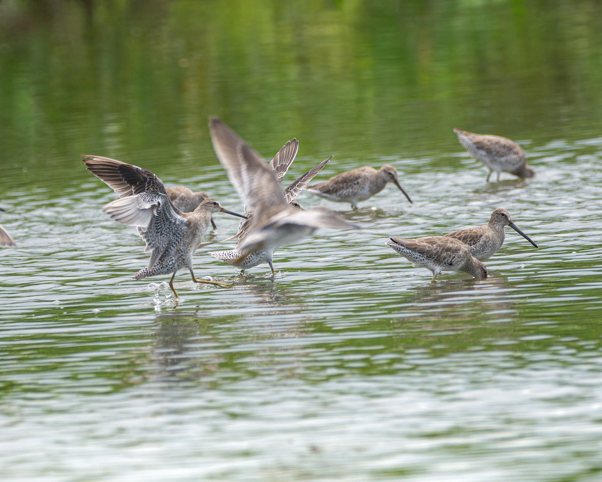 Short-billed Dowitcher - ML624593950