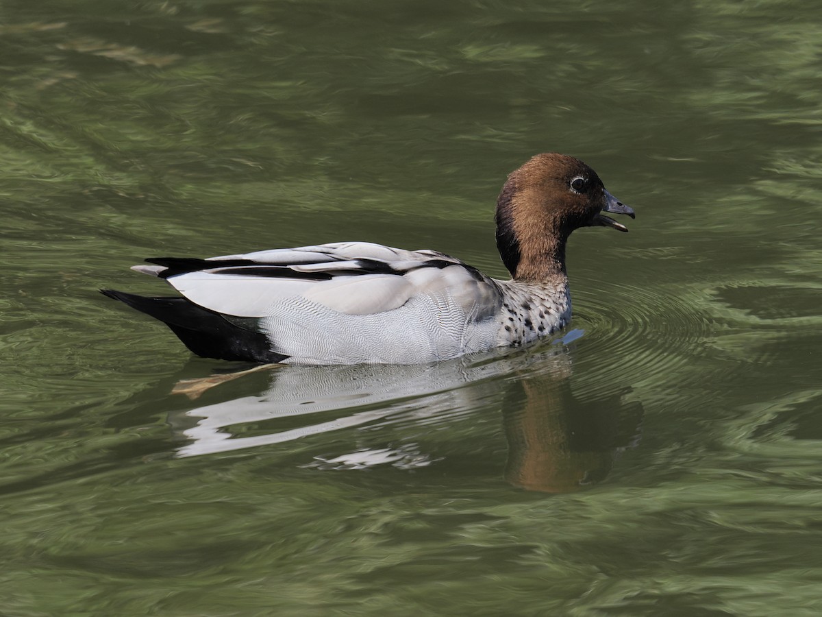 Maned Duck - ML624594020