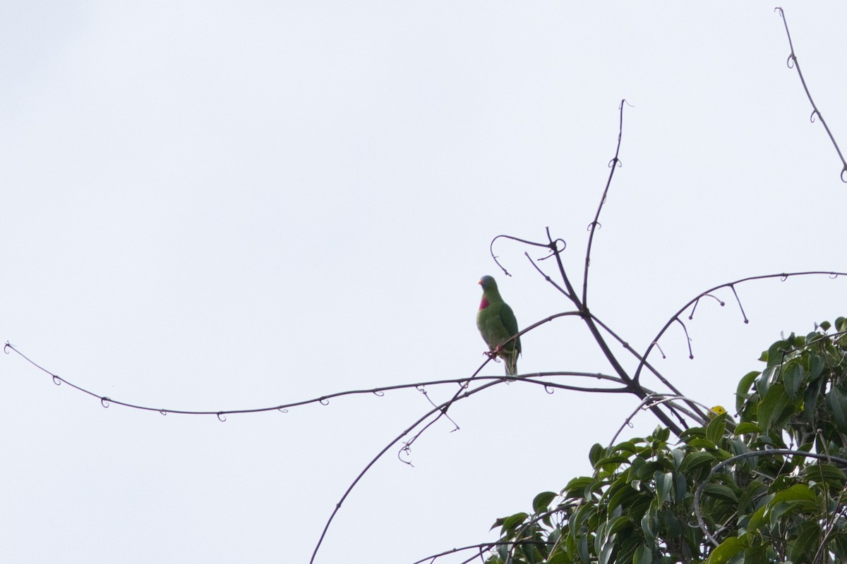 Claret-breasted Fruit-Dove - ML624594046