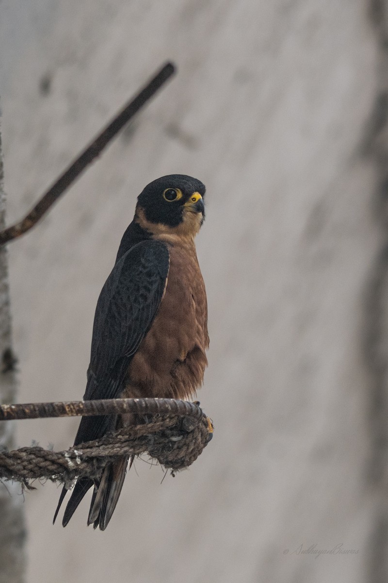Oriental Hobby - ML624594062