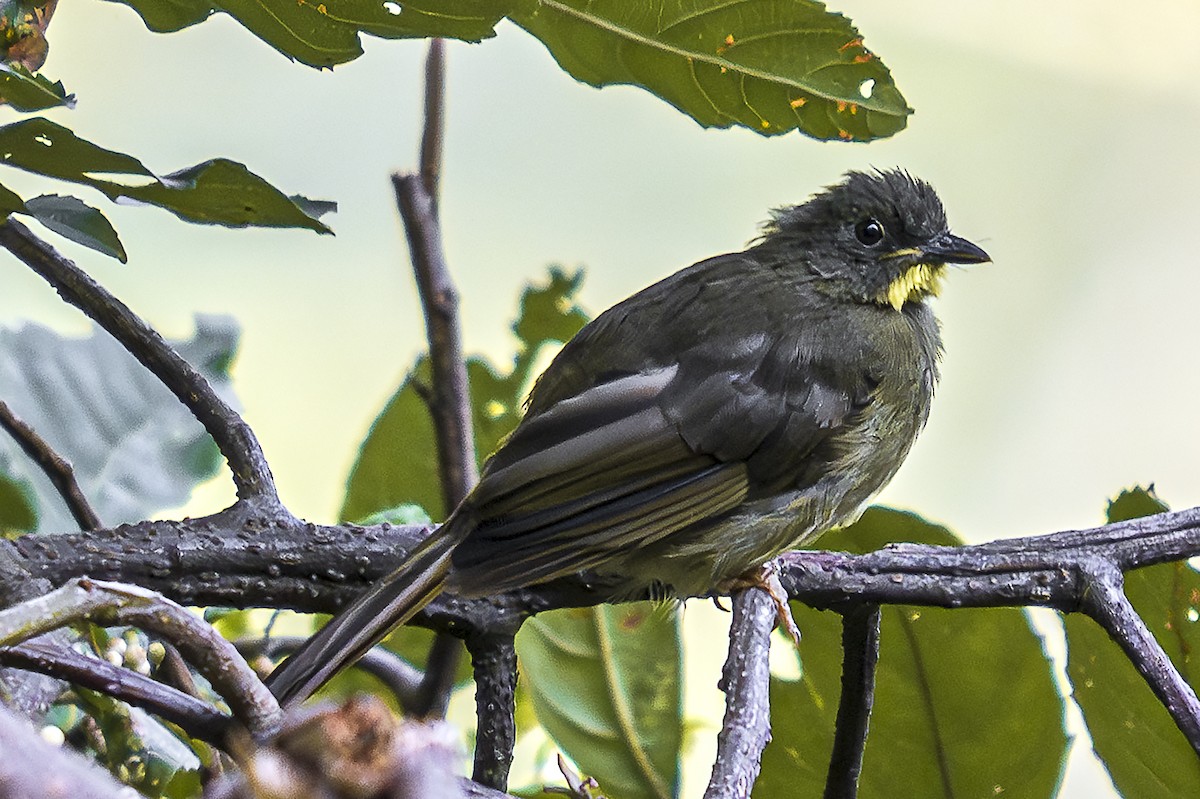 Yellow-whiskered Greenbul - ML624594080
