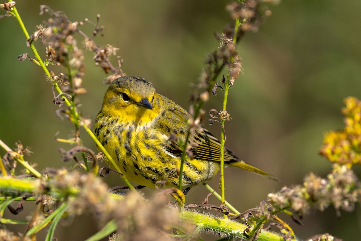 Cape May Warbler - ML624594089