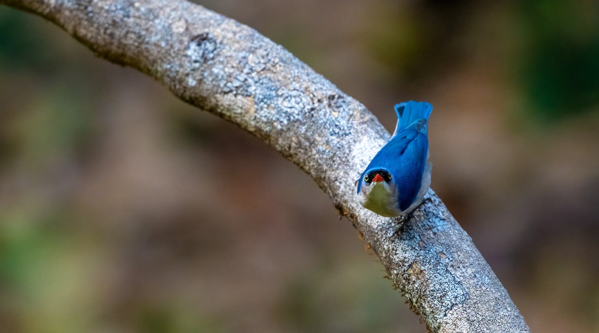 Velvet-fronted Nuthatch - ML624594108