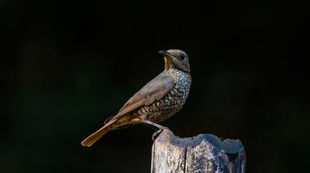 Blue-capped Rock-Thrush - ML624594113