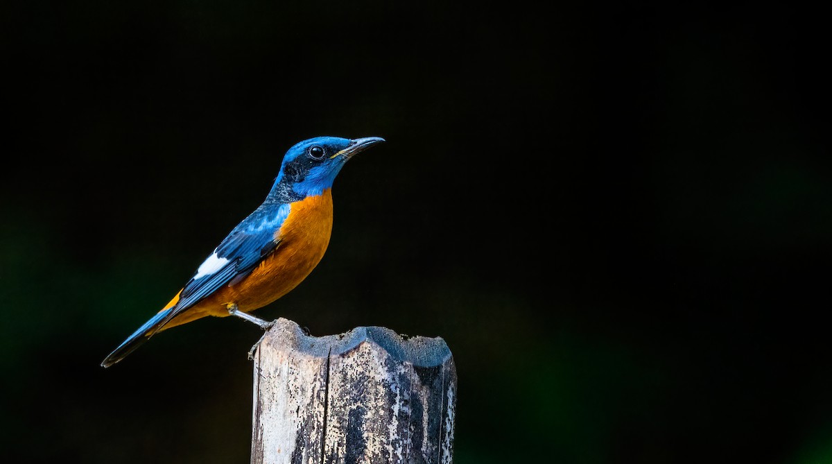 Blue-capped Rock-Thrush - ML624594115