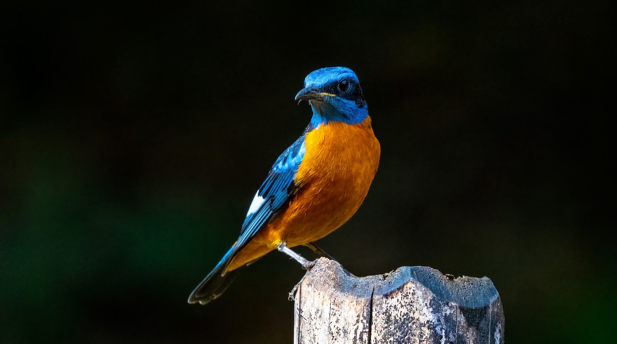 Blue-capped Rock-Thrush - ML624594116