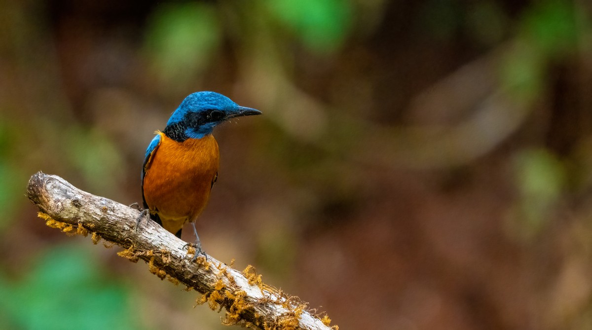 Blue-capped Rock-Thrush - ML624594118