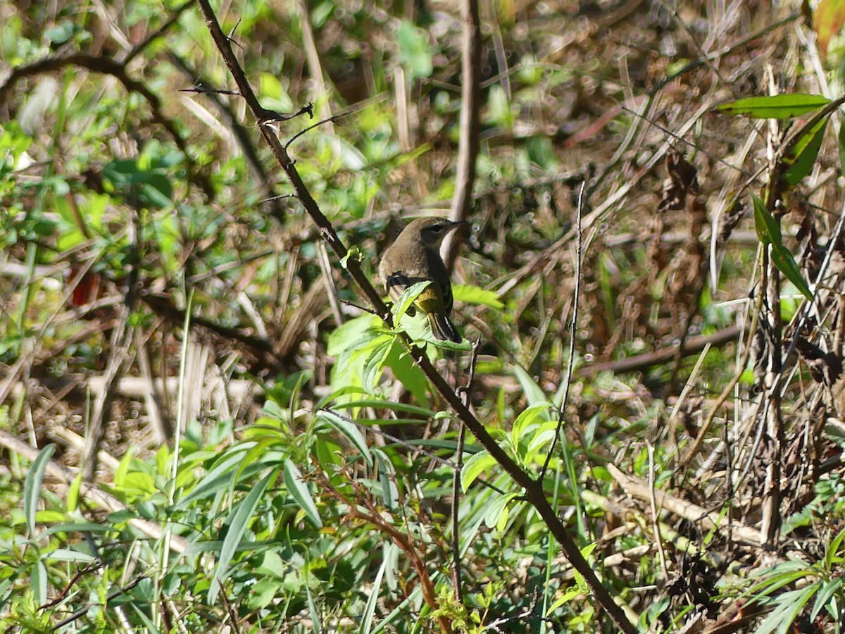 Palm Warbler - ML624594119