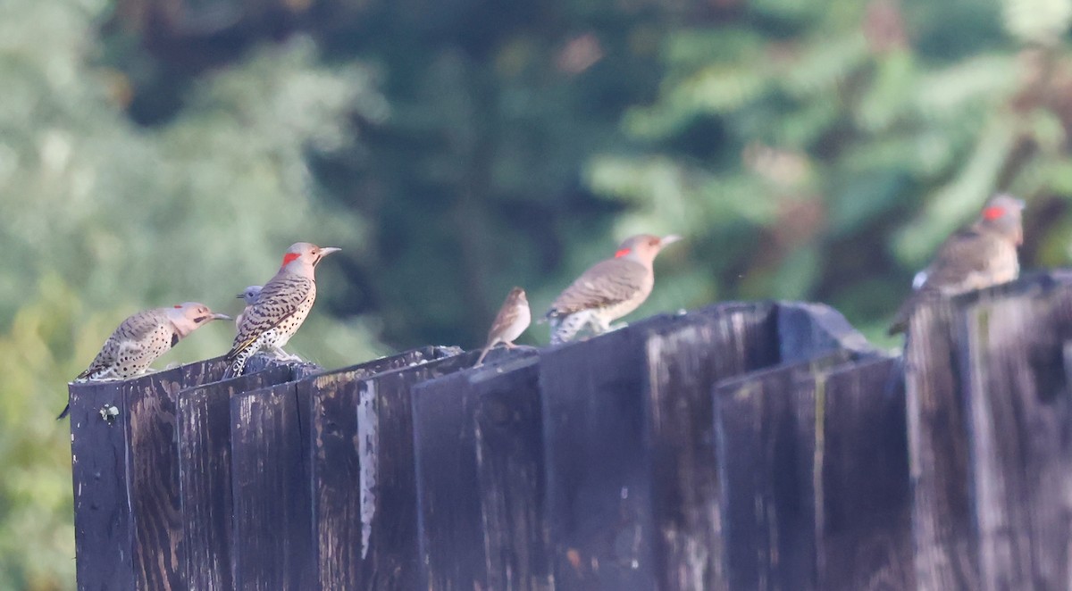 Northern Flicker - ML624594123