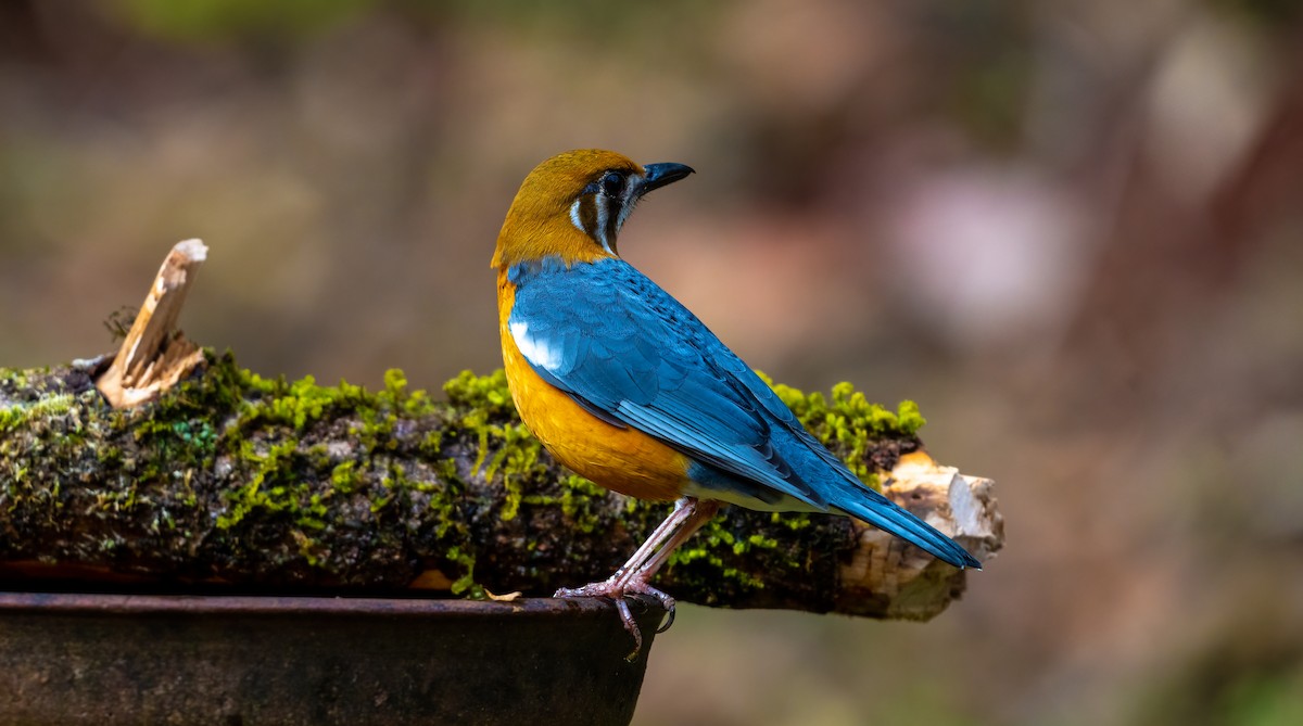 Orange-headed Thrush - ML624594125