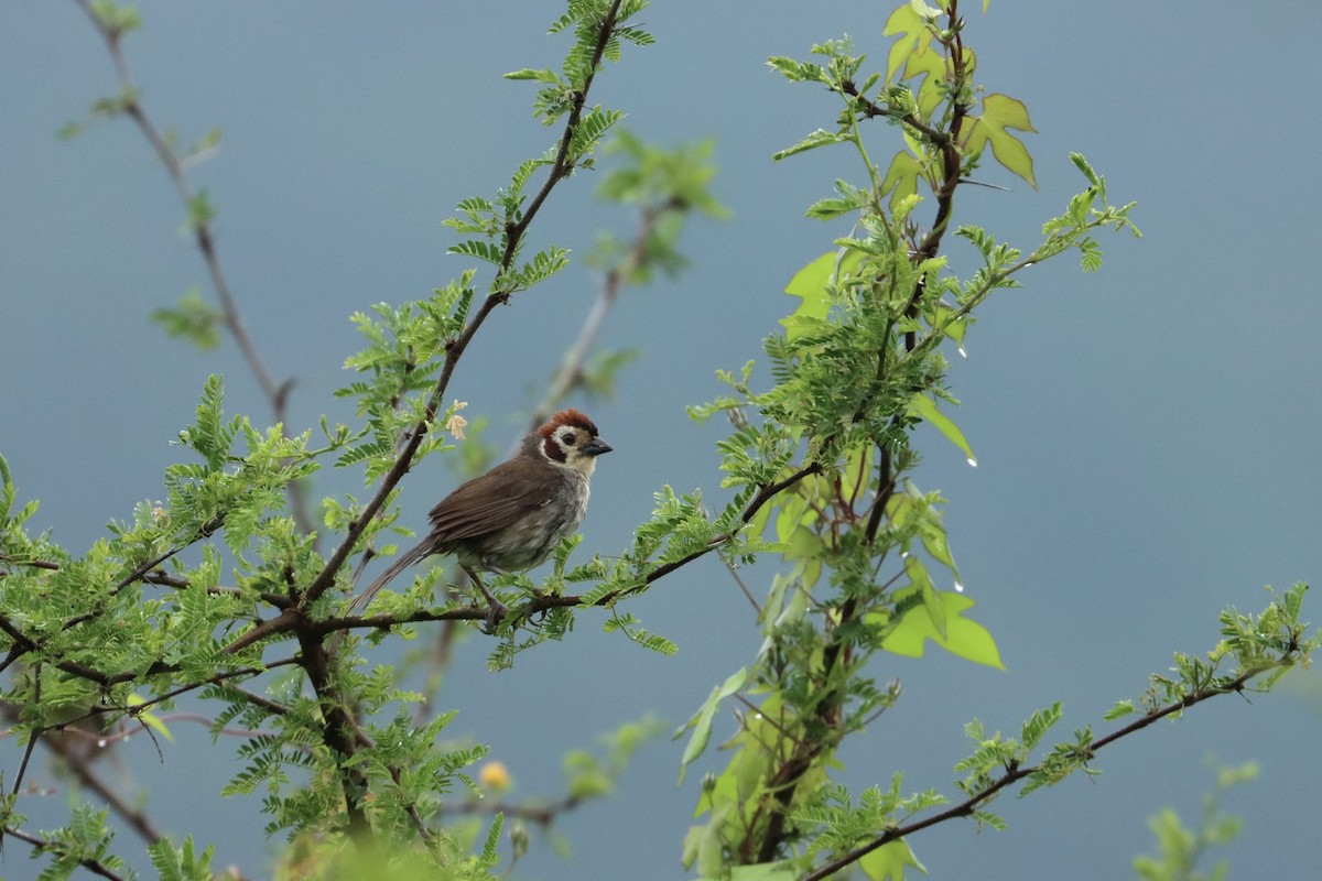 White-faced Ground-Sparrow - ML624594128