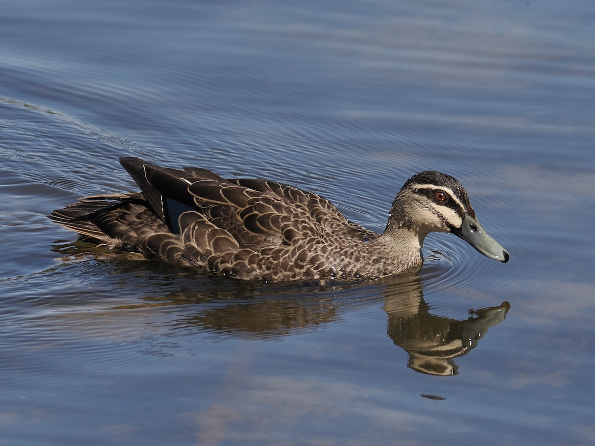 Pacific Black Duck - ML624594131