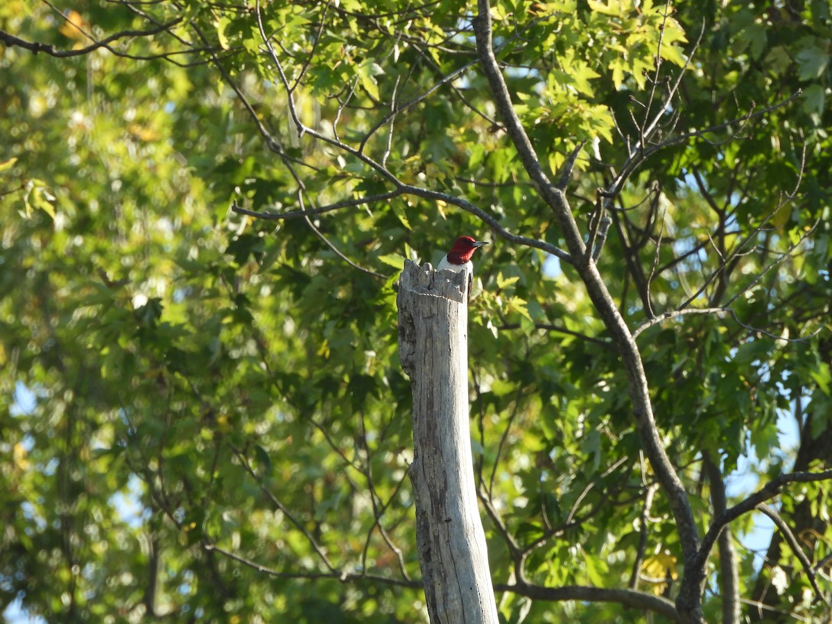 Red-headed Woodpecker - ML624594136