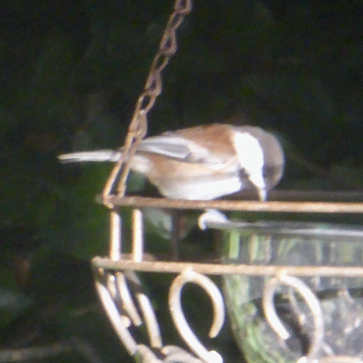 Chestnut-backed Chickadee - ML624594137