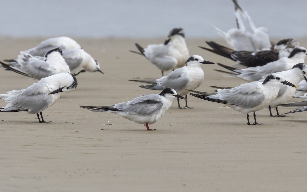 Common Tern - ML624594138