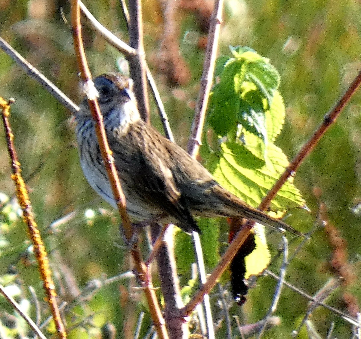 Lincoln's Sparrow - ML624594139