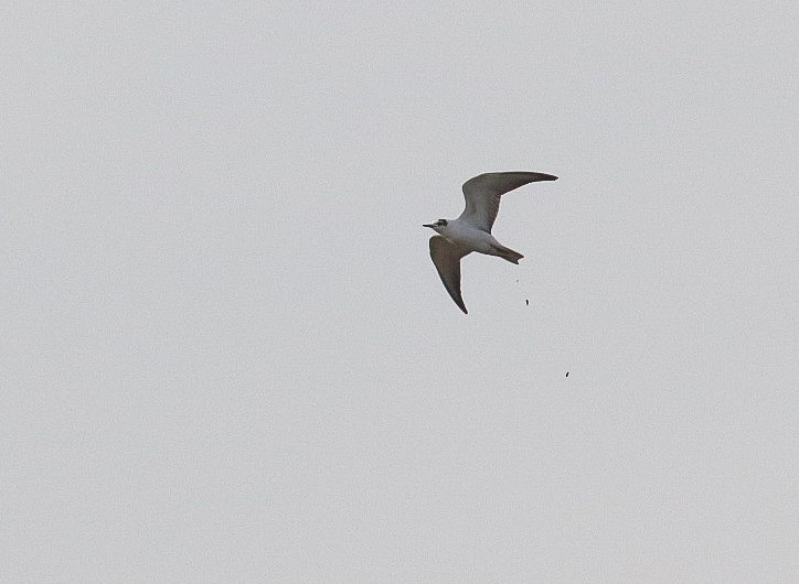 White-winged Tern - ML624594140