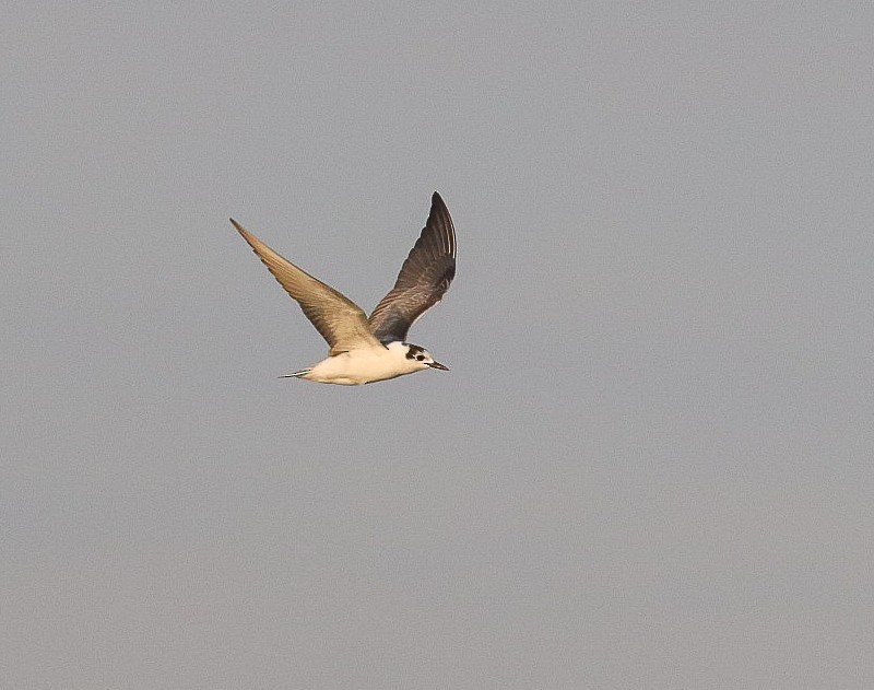 White-winged Tern - Oliver Main