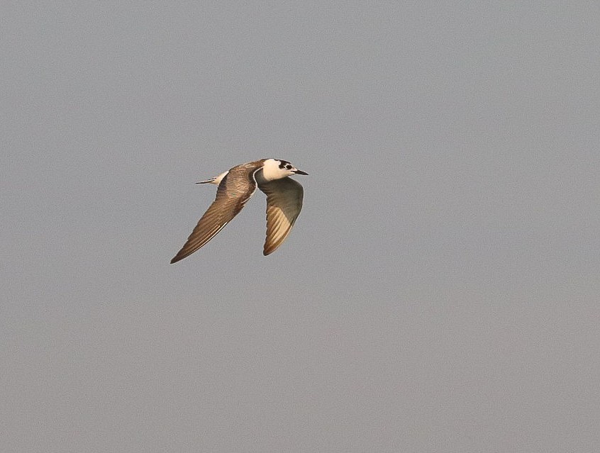 White-winged Tern - ML624594142