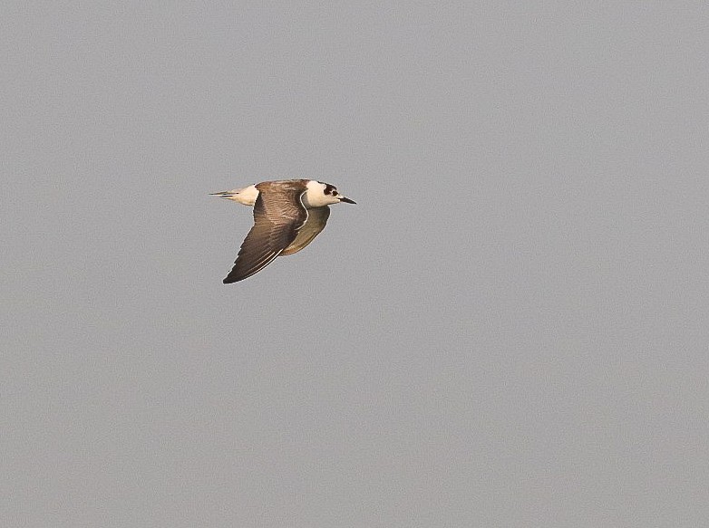 White-winged Tern - ML624594143