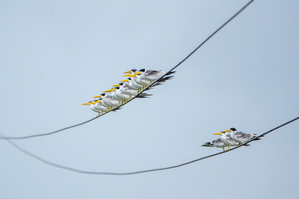 Large-billed Tern - ML624594144