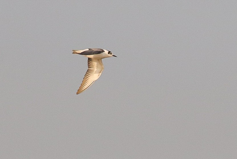 White-winged Tern - ML624594145