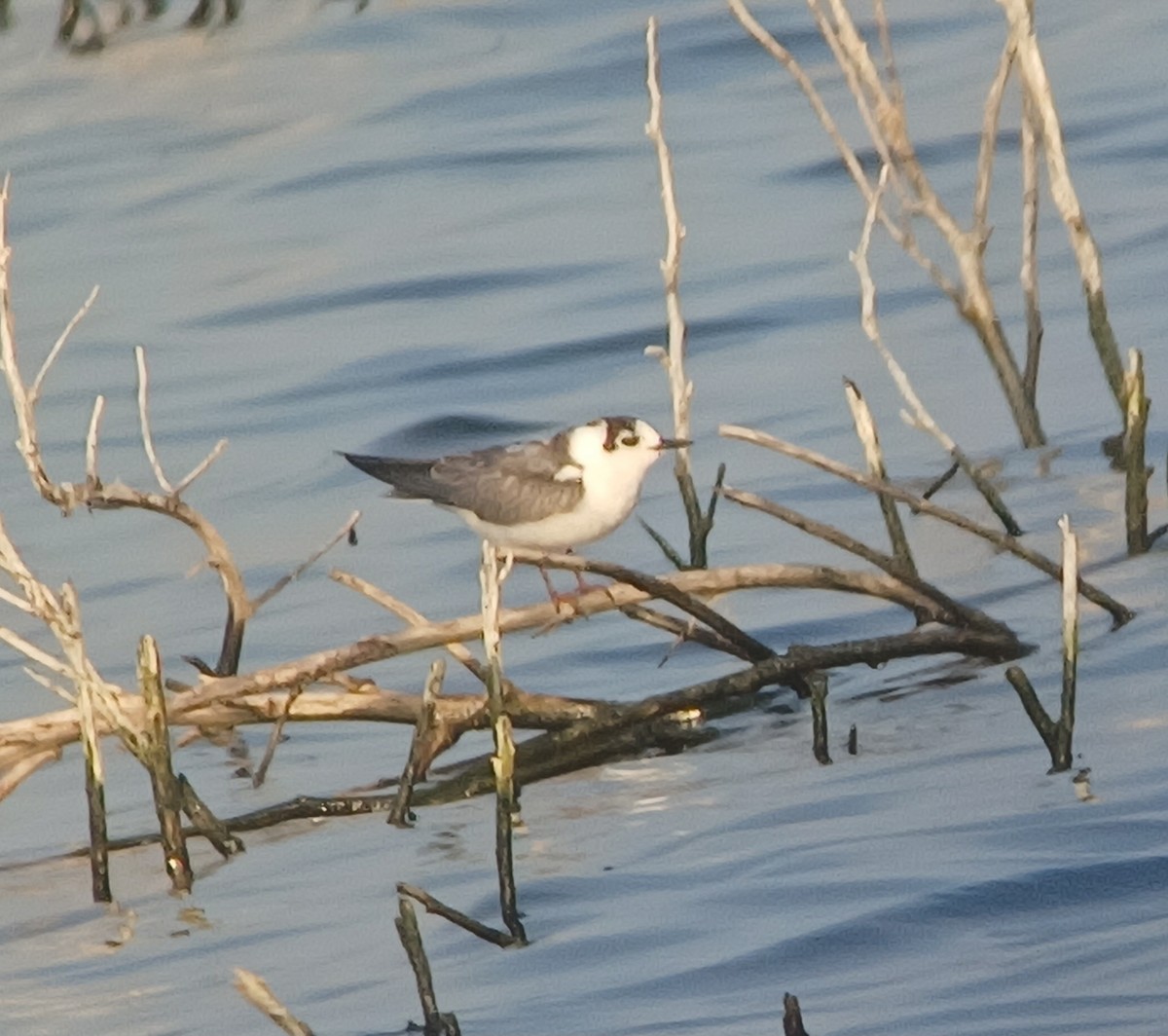 White-winged Tern - Oliver Main