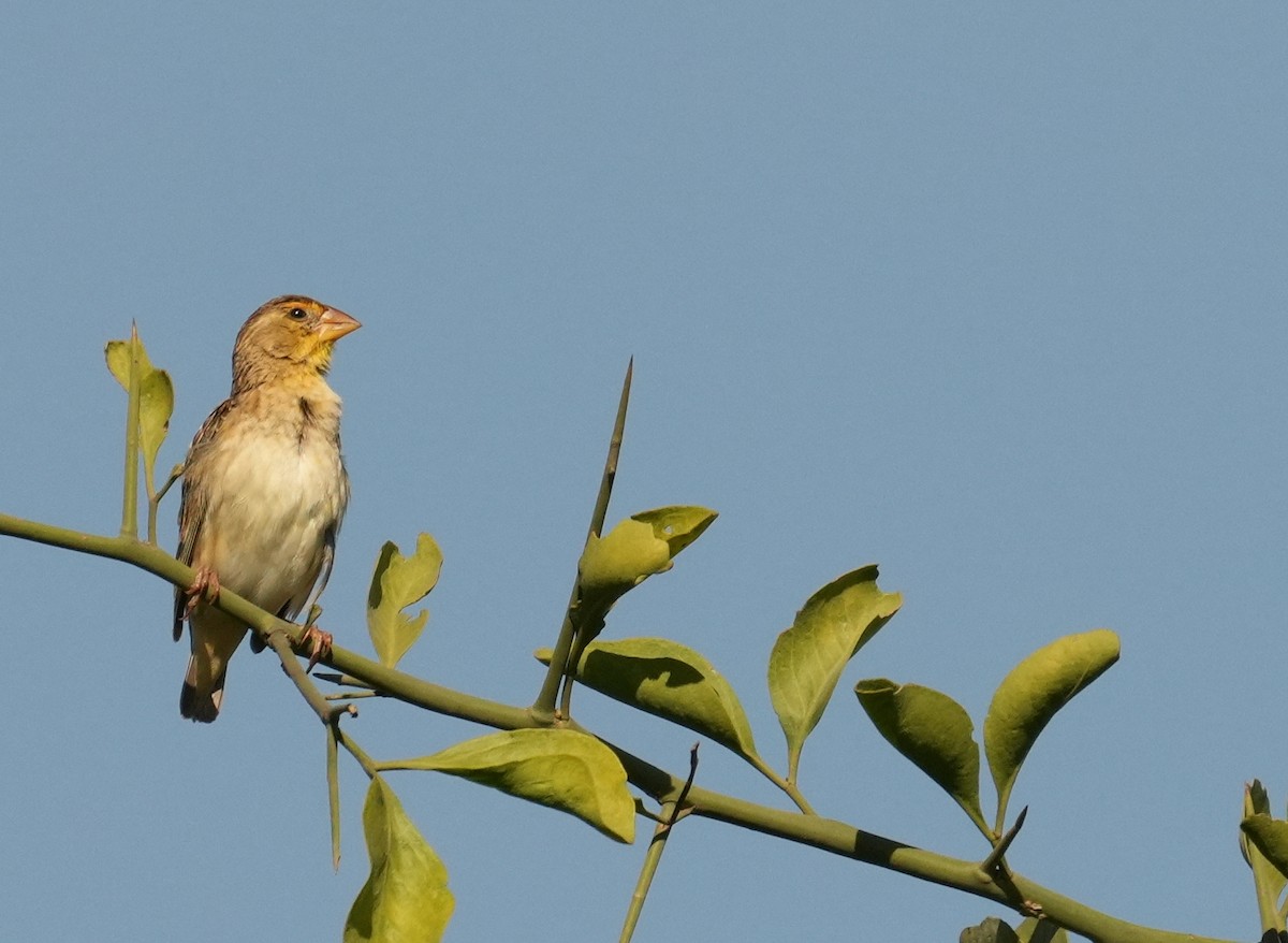 Yellow-spotted Bush Sparrow - ML624594148