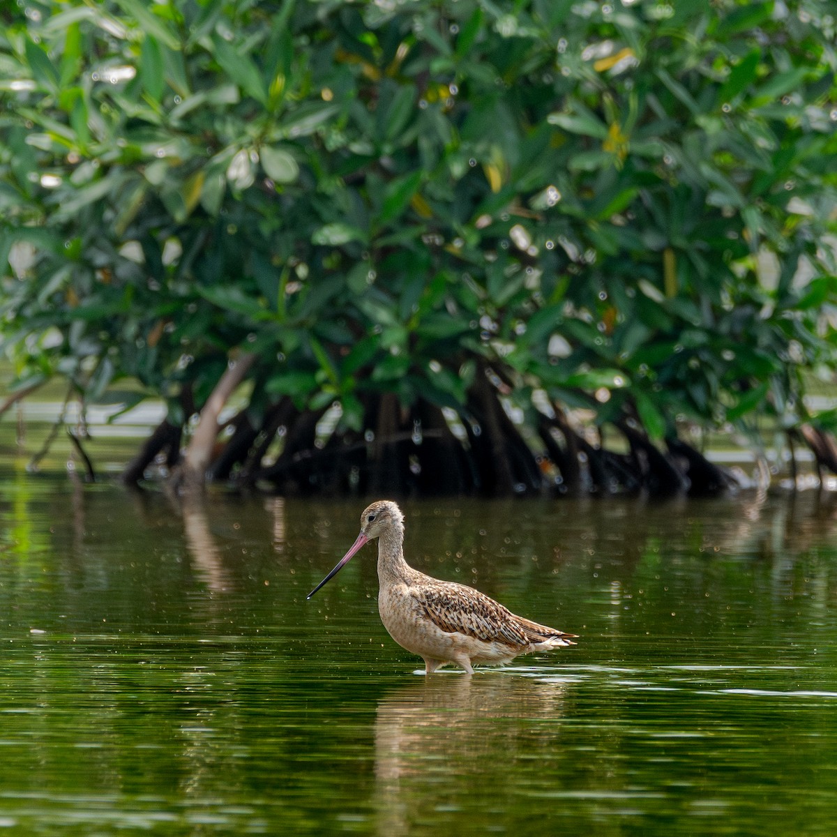 Marbled Godwit - ML624594207