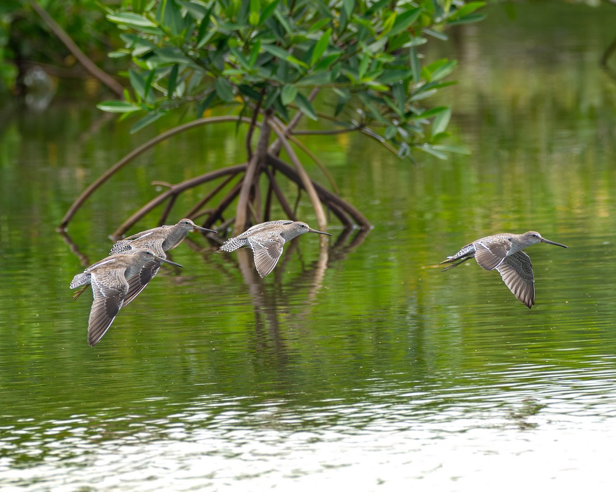 Short-billed Dowitcher - ML624594222