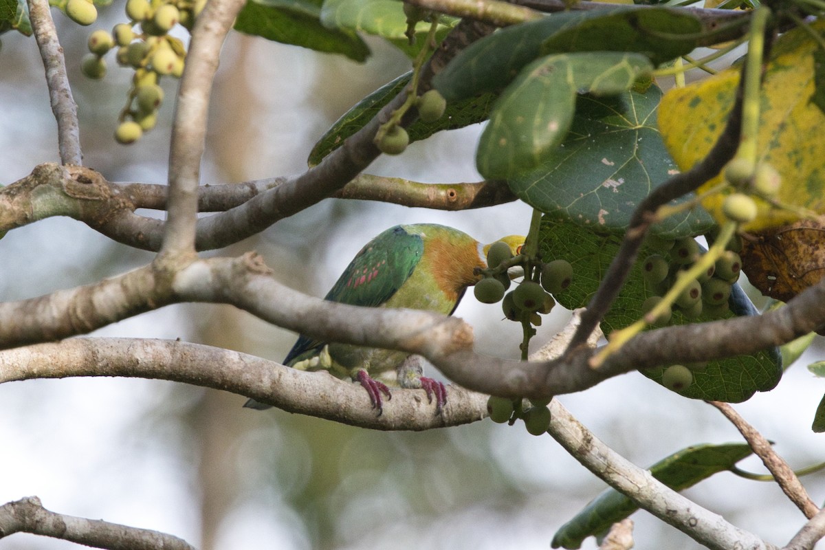 Pink-spotted Fruit-Dove - ML624594279