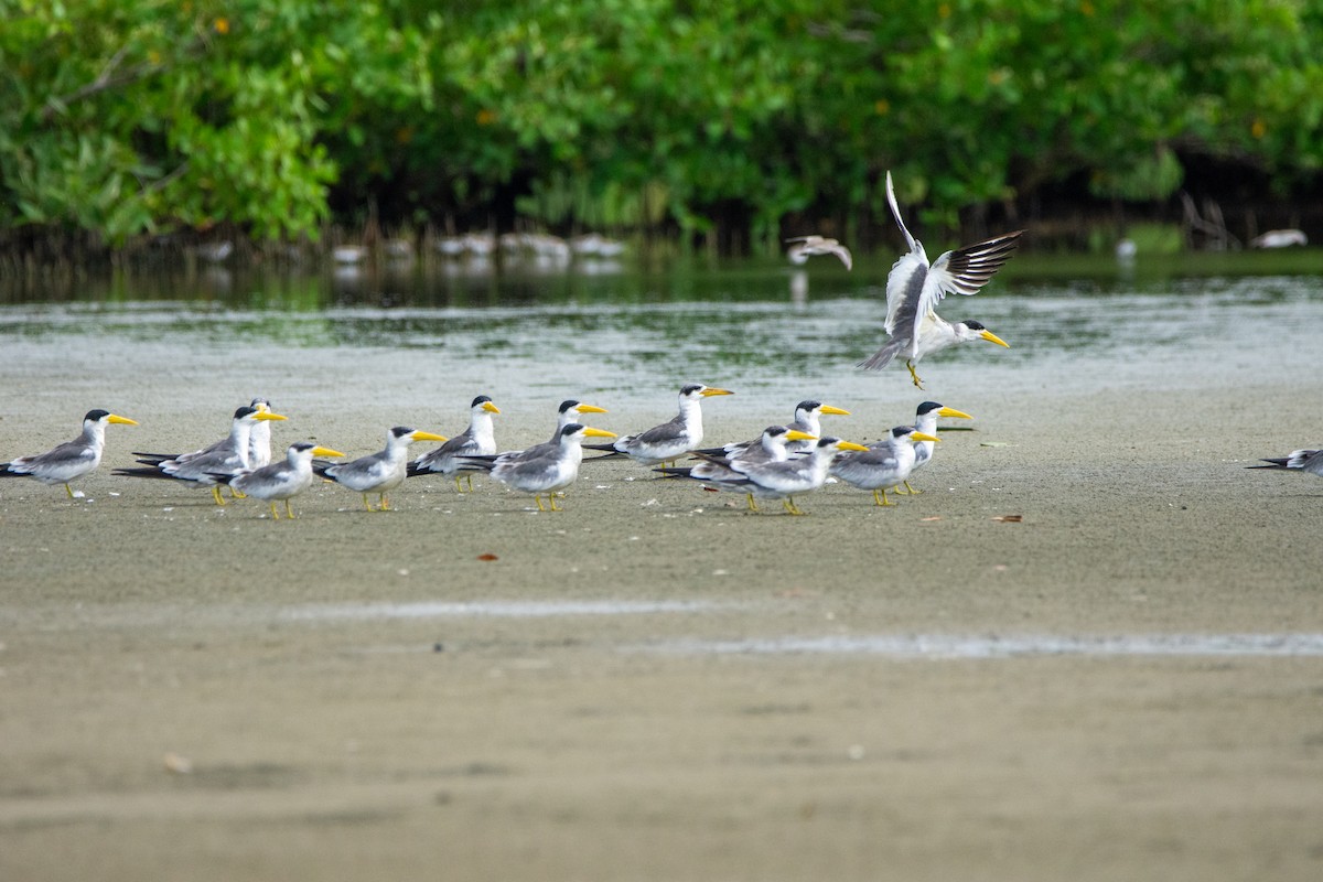 Large-billed Tern - ML624594298