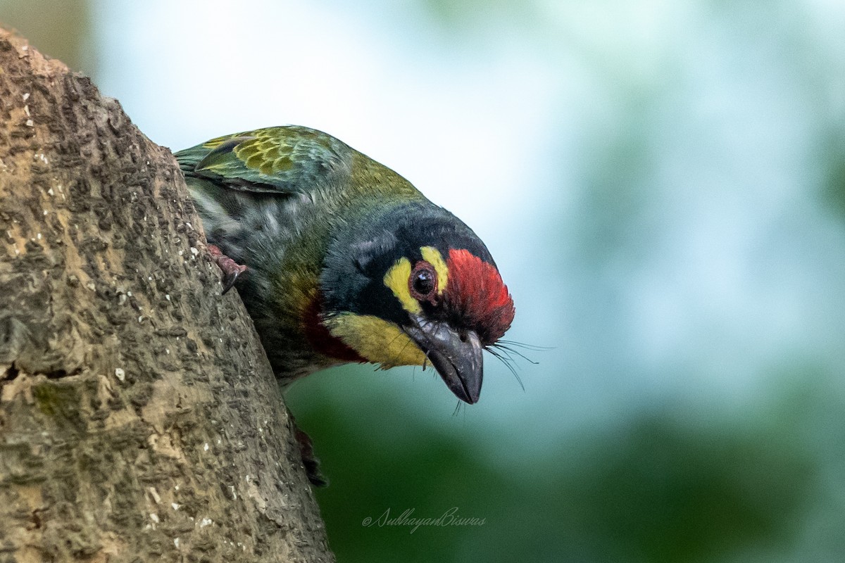 Coppersmith Barbet - ML624594312