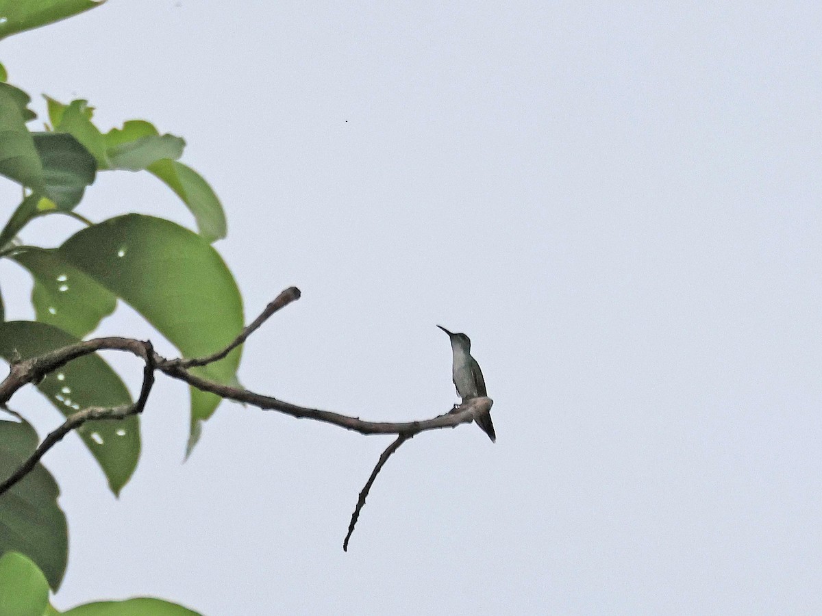 Sapphire-throated Hummingbird - ML624594405