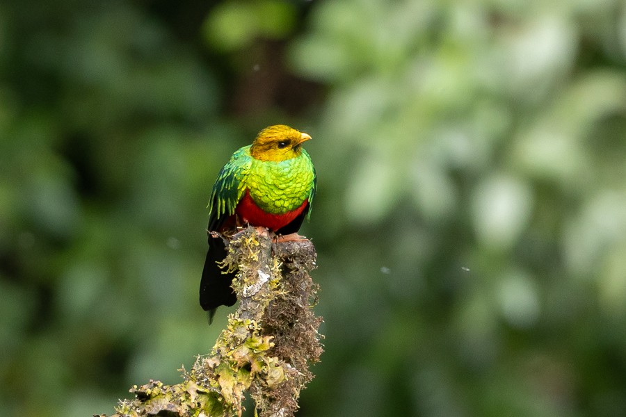 Golden-headed Quetzal - Ferran López Sanz