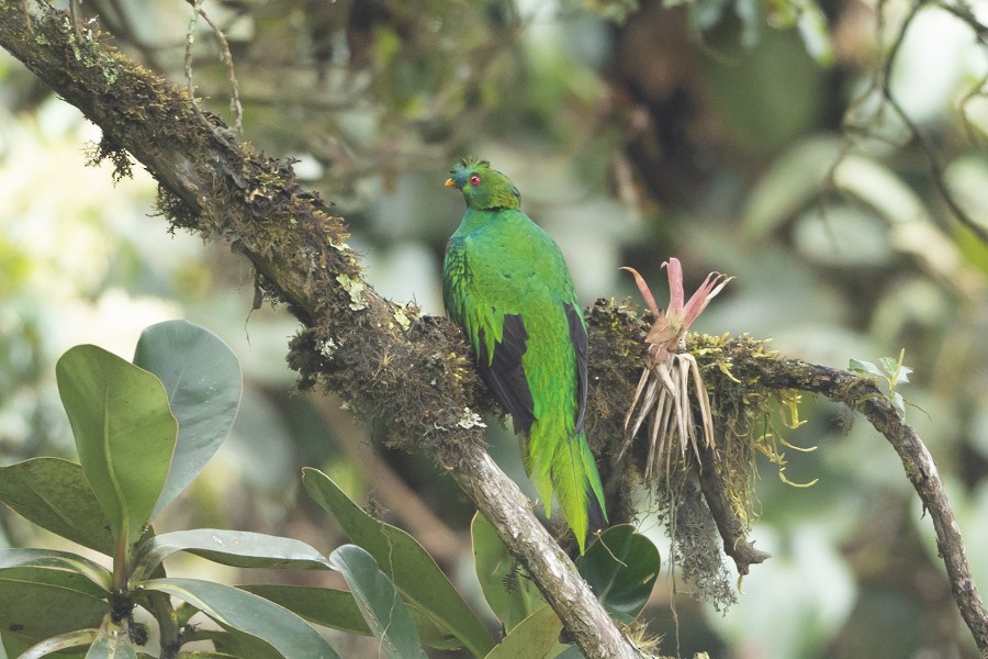 Quetzal antisien - ML624594460