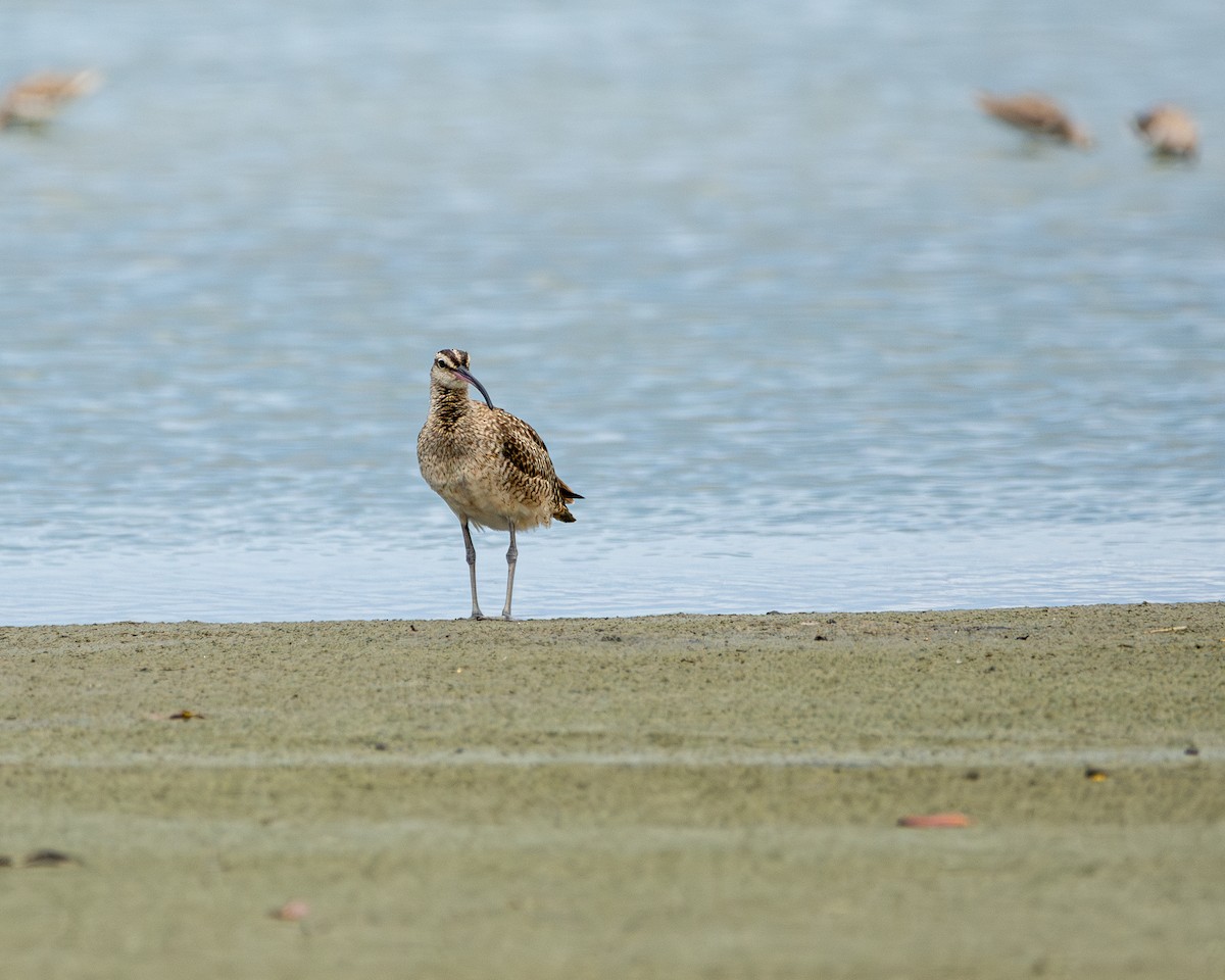 Whimbrel - ML624594714