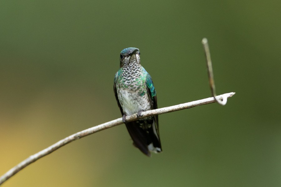 Many-spotted Hummingbird - ML624594731