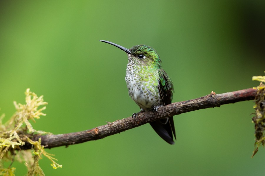 Many-spotted Hummingbird - Ferran López Sanz