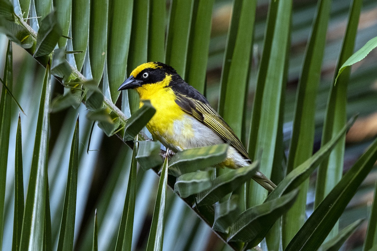 Baglafecht Weaver - ML624594809