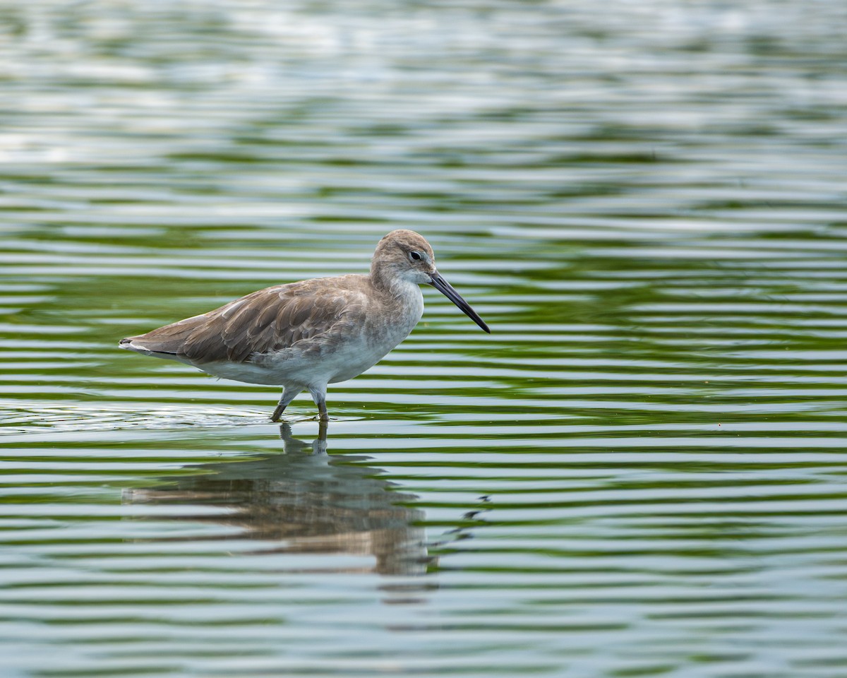 Willet - Omar Pineda