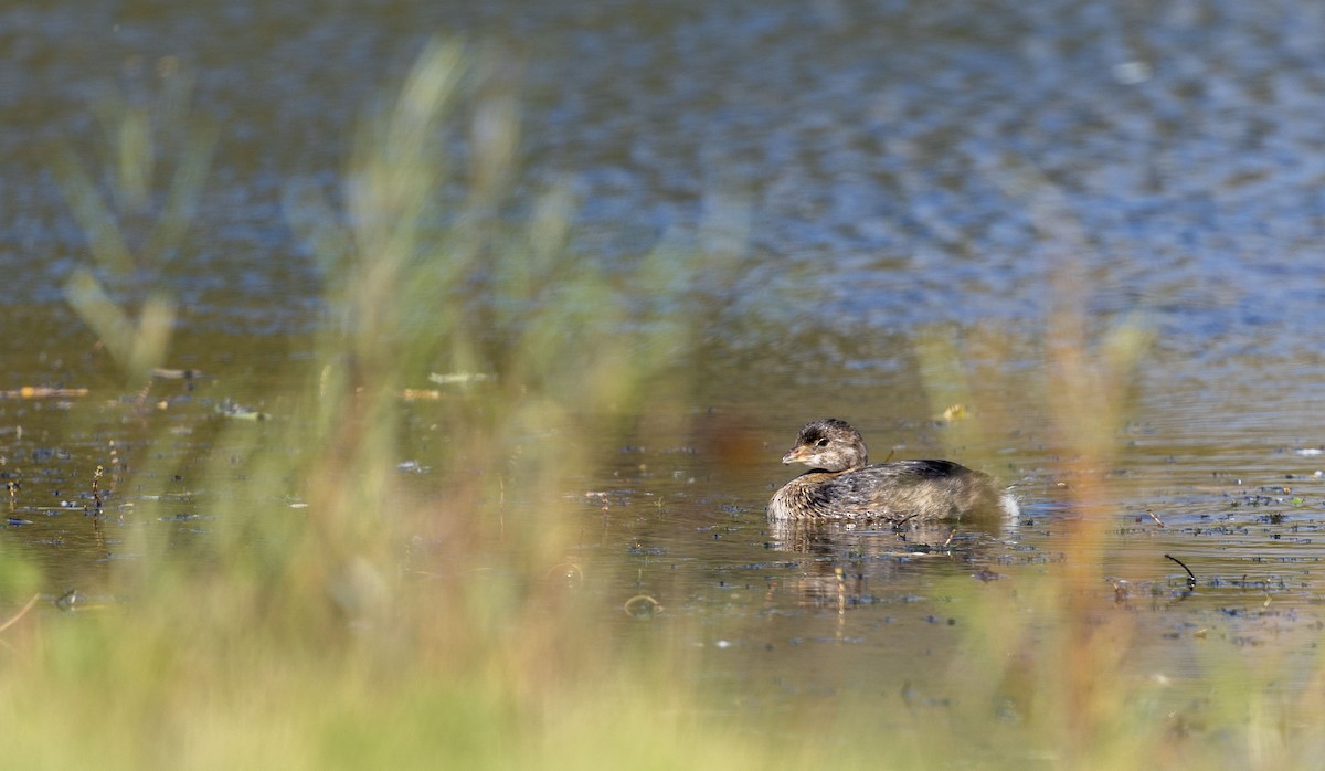 Pied-billed Grebe - ML624594863