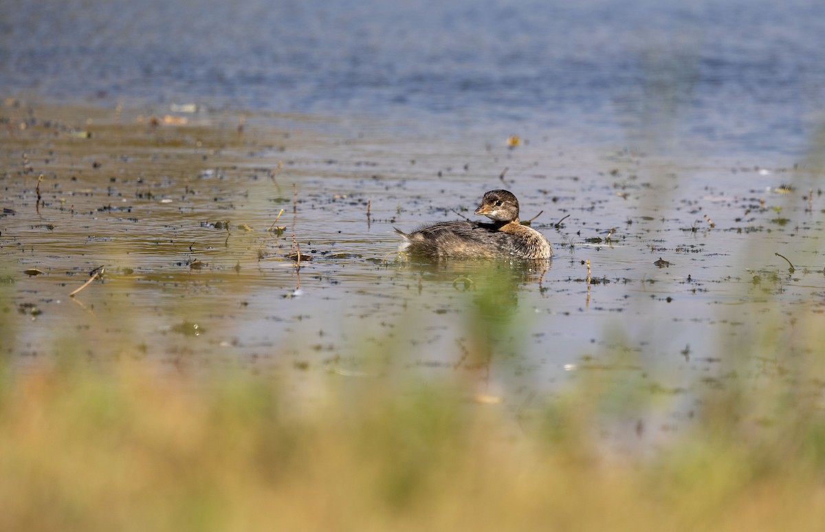 Pied-billed Grebe - ML624594865